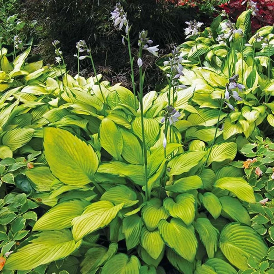 Hosta - Crin de toamna Sum and Substance 1