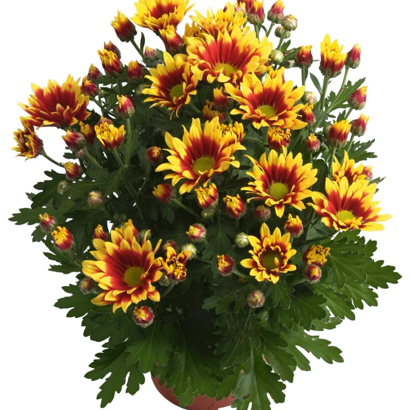 Crizanteme Timpurii - HoyHoy - La Ghiveci - Inaltime 30 - 40 cm 1