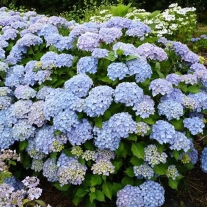 Hortensia macrophylla Hamburg la Ghiveci 3L (30-40 cm) 1
