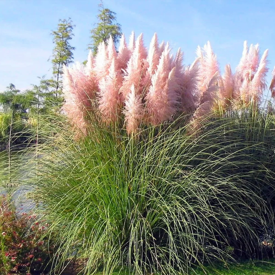 Iarbă de Pampas Cortaderia Selloana Pink în Ghiveci de 2 l