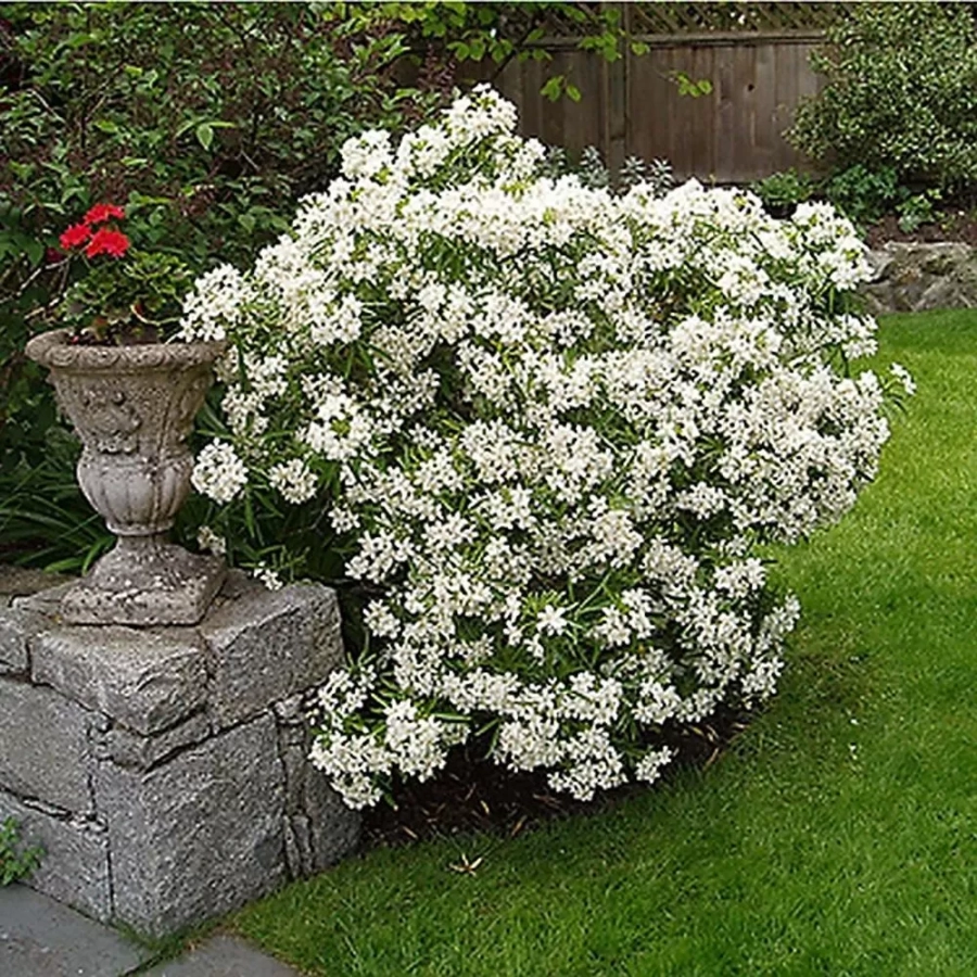 Iasomie Minnesota Snowflake în Ghiveci de 2 l