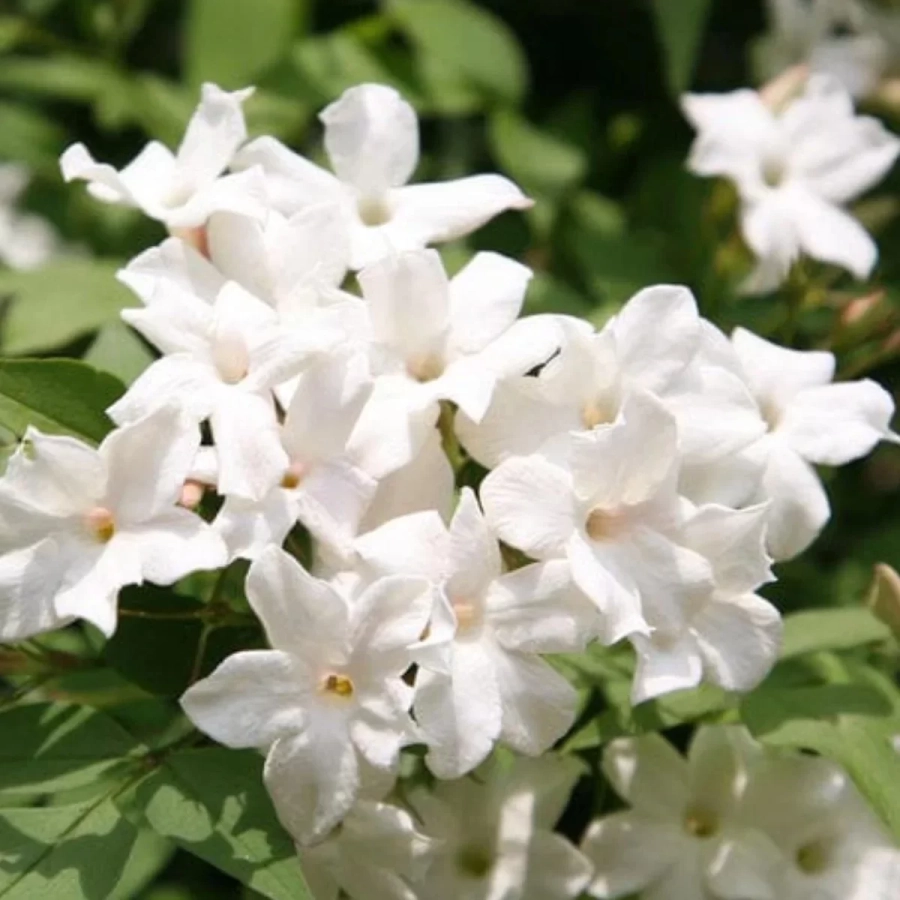 iasomie-parfumata-alba-cu-radacina-impachetata Iasomie Parfumata Alba în Ghiveci de 2 l