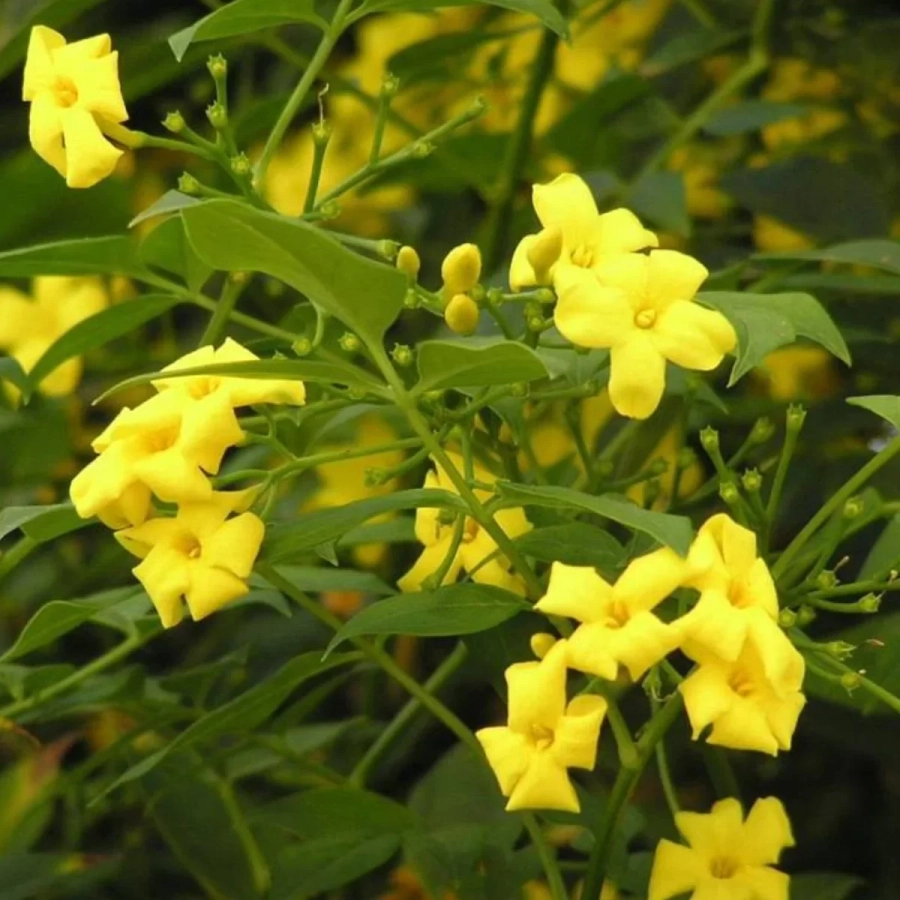 iasomie-parfumata-galbena-cu-radacina-impachetata Iasomie Galbena Parfumata în Ghiveci de 2 l