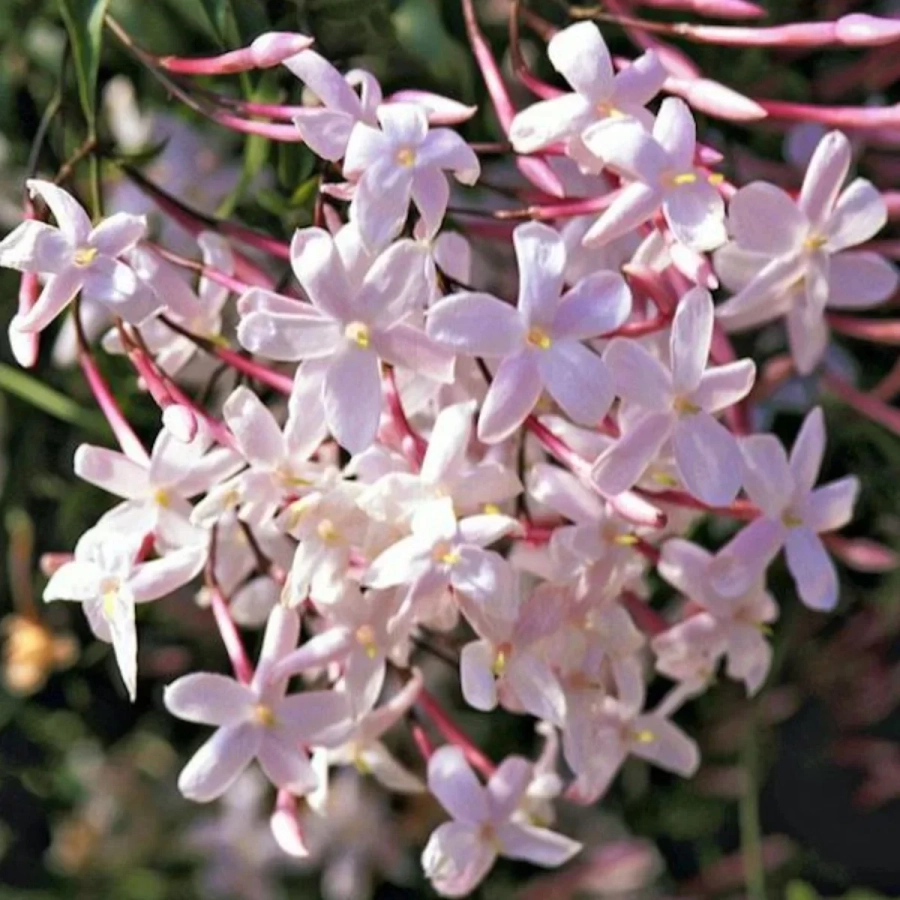 iasomie-parfumata-roz-cu-radacina-impachetata Iasomie Roz parfumata în Ghiveci de 2 l