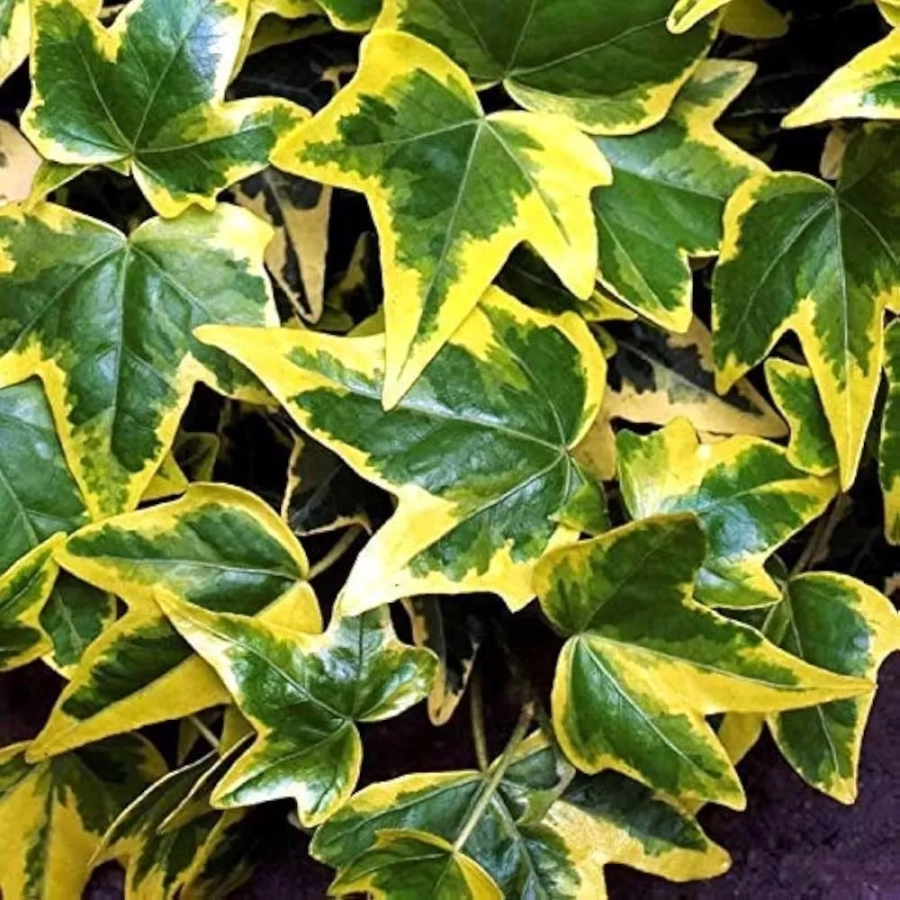 Iederă Ester - Ghiveci 2 l - Inaltime 30 - 40 cm 1