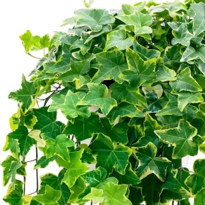 Iederă Golden Child - Ghiveci 2 l - Inaltime 30 - 40 cm 1