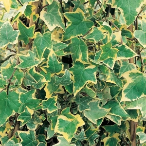 Iederă Golden Mathilda - Ghiveci 2 l - Inaltime 30 - 40 cm 1