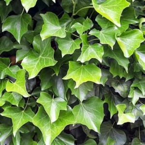 Iederă Greenheart - Ghiveci 2 l - Inaltime 30 - 40 cm 1