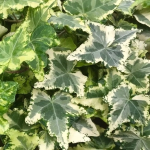 Iederă Kolibri - Ghiveci 2 l - Inaltime 30 - 40 cm 1