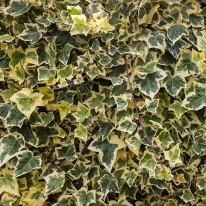 Iederă Gloire de Marengo - Ghiveci 2 l - Inaltime 30 - 40 cm 1