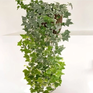 Iederă Mona Lisa - Ghiveci 2 l - Inaltime 30 - 40 cm 1