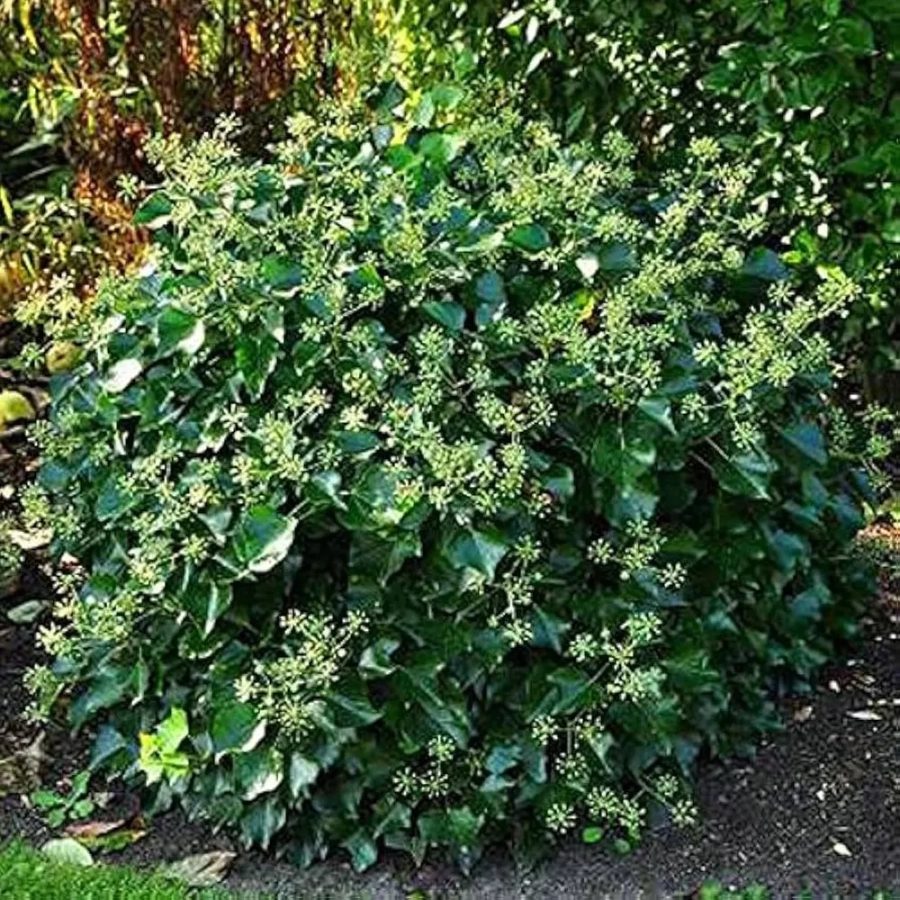 Iederă Arborescens Vandeputte - Ghiveci 2 l - Inaltime 30 - 40 cm 1