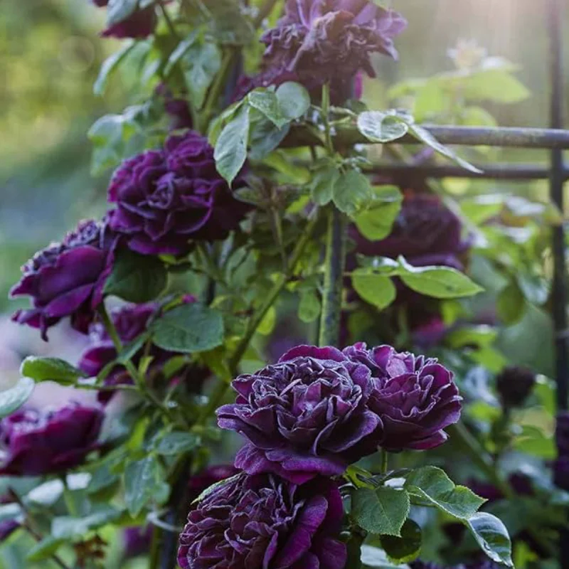 indigoletta Trandafir Catarator - Indigoletta - Ghiveci 4 L - Anul 4 1