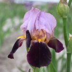 Rizomi de Iris Germanica Ambassadeur 1