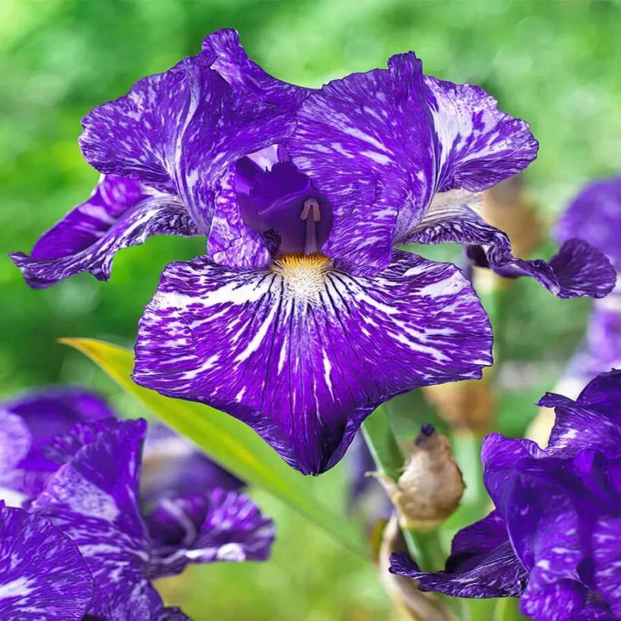 iris-germanica-batik Rizomi de Iris Germanica Batik 1