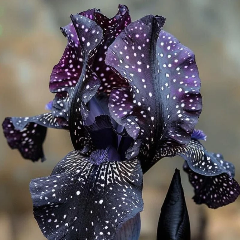 iris-germanica-black Rizomi de Iris Germanica - Black Princess 1