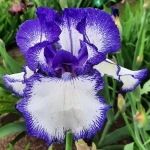 Rizomi de Iris Germanica Blue Staccato 1
