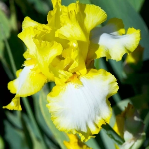 Rizomi de Iris Germanica Fringe Gold 1