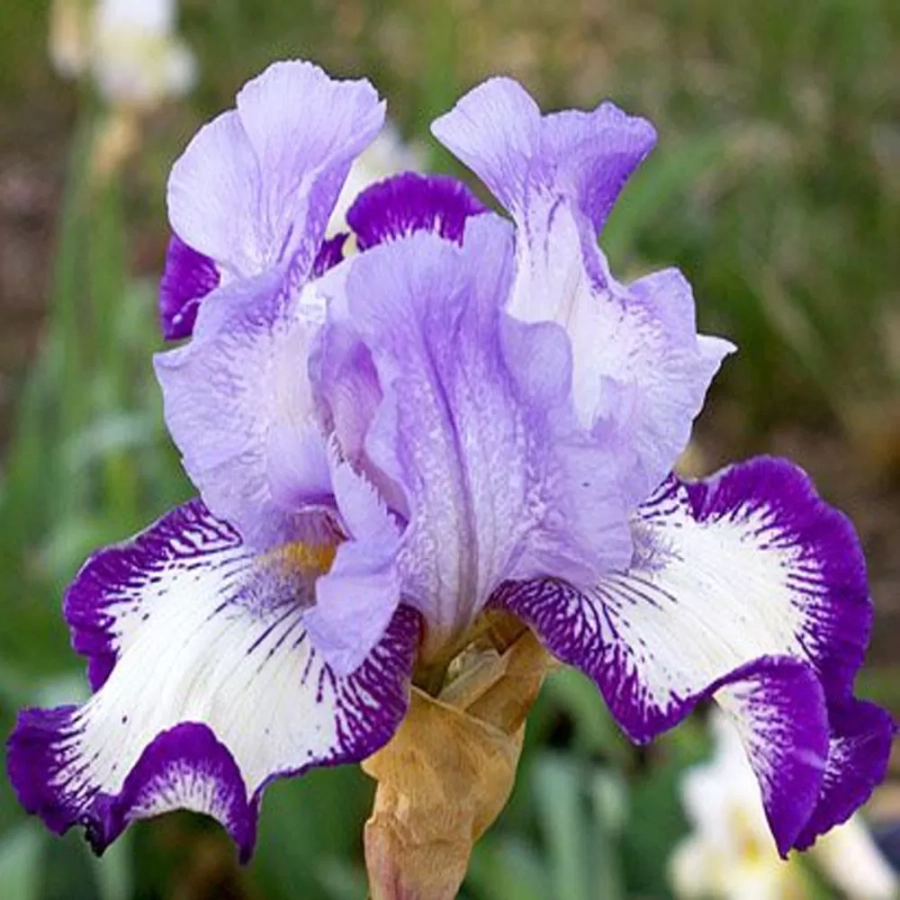 Rizomi de Iris Germanica On Edge 1