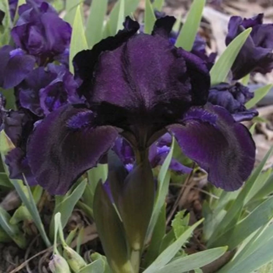 iris-germanica-pitic-black-purple-1 Bulbi de Iris Germanica Pitic Black Purple 1