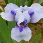 Bulbi de Iris Germanica Pitic Blue Gem 1