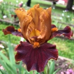 Bulbi de Iris Germanica Pitic Bronze 1