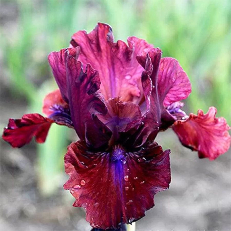 iris-germanica-pitic-bronze-purple Bulbi de Iris Germanica Pitic Bronze Purple 1
