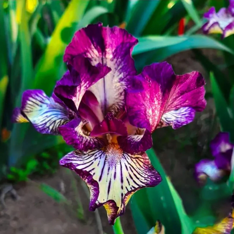 iris-germanica-pitic-double-purple Bulbi de Iris Germanica Pitic Double Purple 1