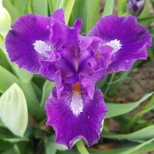 Bulbi de Iris Germanica Pitic Lite Purple 1