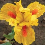 Bulbi de Iris Germanica Pitic Orange 1