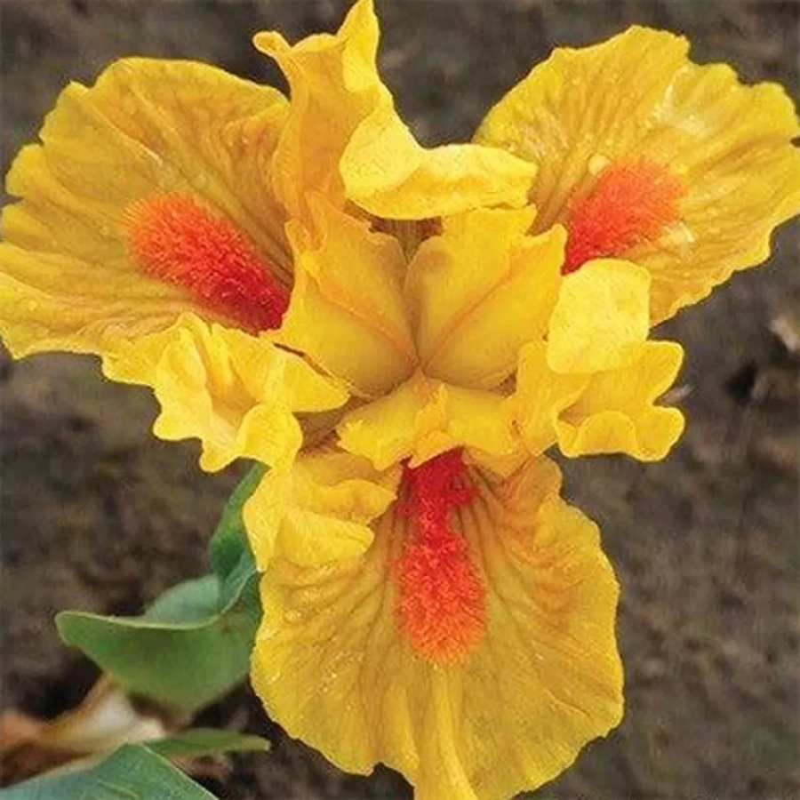 iris-germanica-pitic-orange Bulbi de Iris Germanica Pitic Orange 1