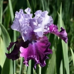 Bulbi de Iris Germanica Pitic Purple King 1