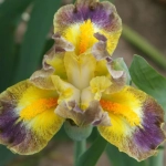 Bulbi de Iris Germanica Pitic Sun 1