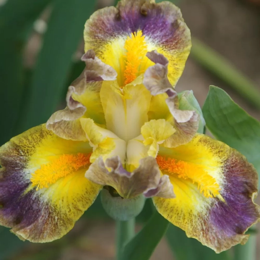 iris-germanica-pitic-sun-1 Bulbi de Iris Germanica Pitic Sun 1