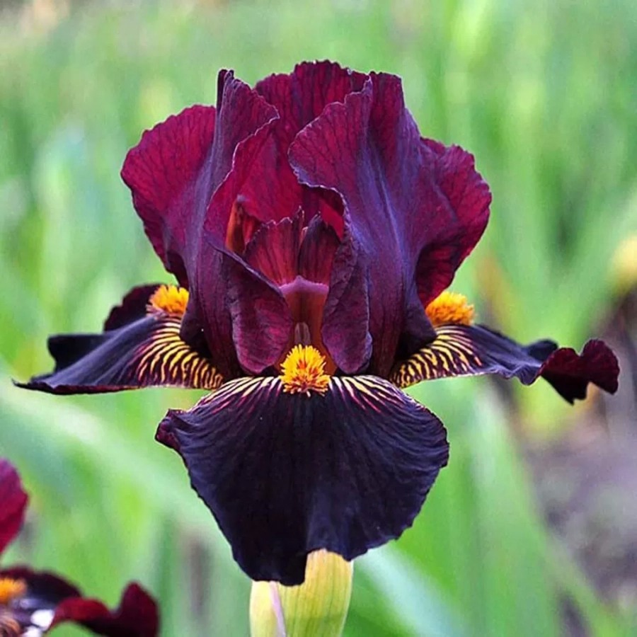 iris-germanica-pitic-violet-dragon Bulbi de Iris Germanica Pitic Violet Dragon 1