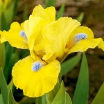 Bulbi de Iris Germanica Pitic Yellow 1