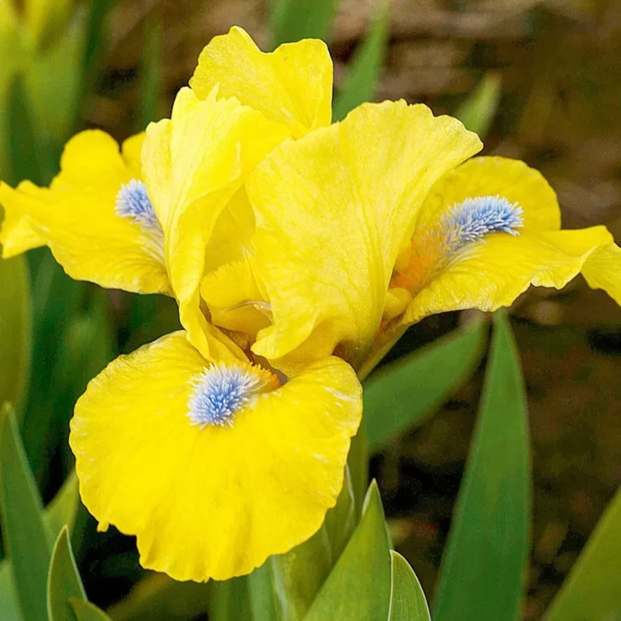 iris-germanica-pitic-yellow Bulbi de Iris Germanica Pitic Yellow 1