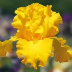Bulbi de Iris Germanica Pitic Yellow King 1