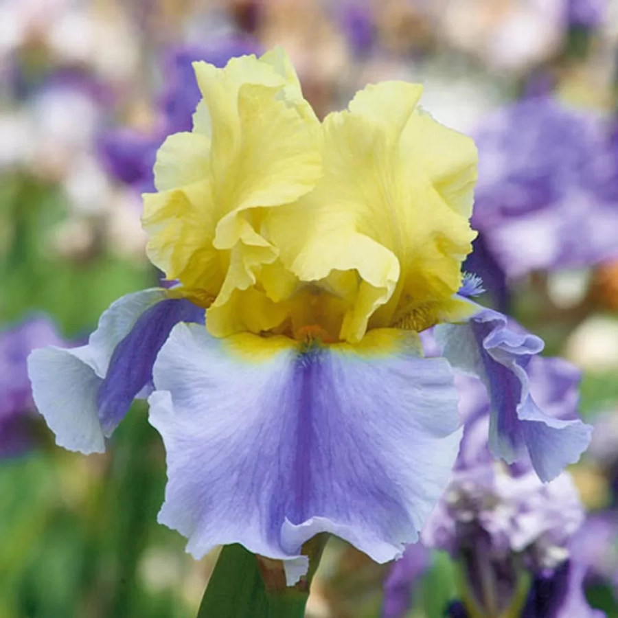 iris-germanica-piticyellow-violet Bulbi de Iris Germanica Pitic Yellow Violet 1