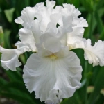 Rizomi de Iris Germanica Skating Party 1