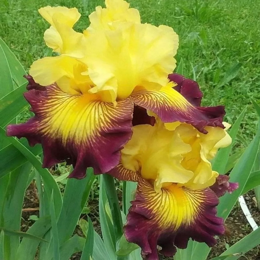 iris-germanica-spotted-yellow Rizomi de Iris Germanica Spotted Yellow 1