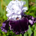 Rizomi de Iris Germanica Tuxedo 1