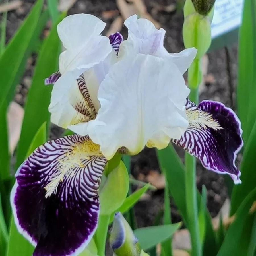 iris-germanica-velvet-cream Rizomi de Iris Germanica Velvet Cream 1