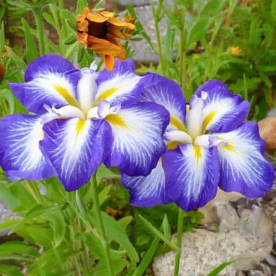 iris-gusto Bulbi de Iris Olandez Gusto 1