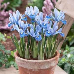 Iris Reticulata