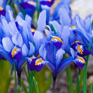 Bulbi de Iris reticulata Angela 1