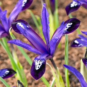 Bulbi de Iris reticulata Blue Note 1