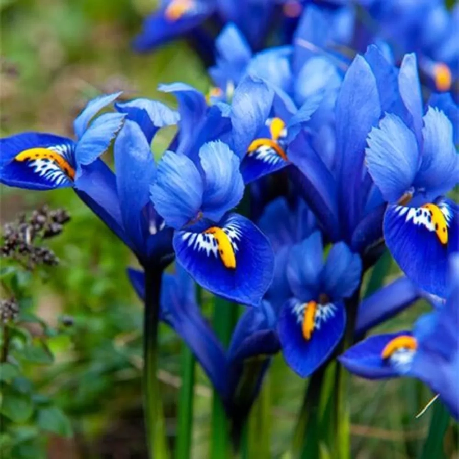 Bulbi de Iris reticulata Harmoney 1