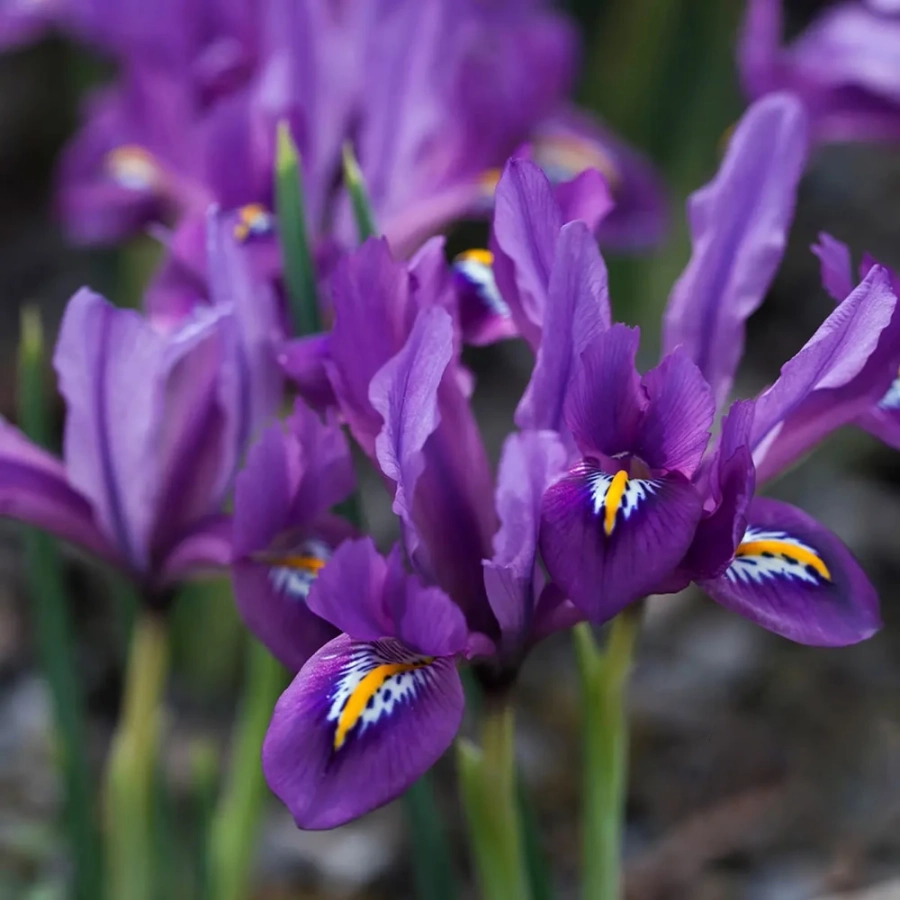Bulbi de Iris reticulata J.S 1