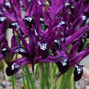 Bulbi de Iris reticulata Pauline 1